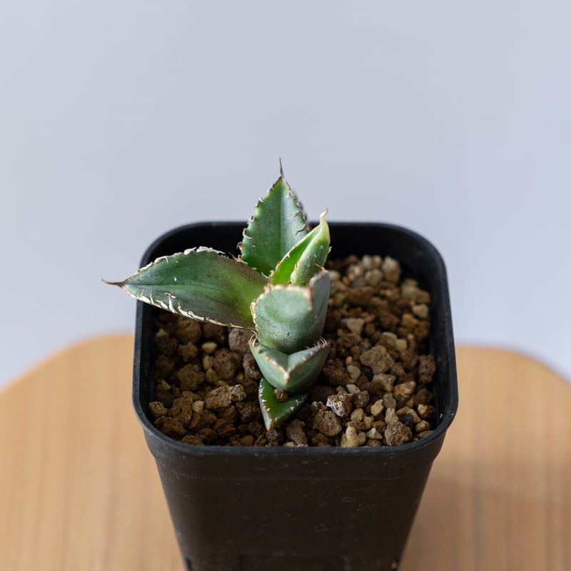 アガベ チタノタ 豆豆龍 【発根管理中】TC Agave titanota