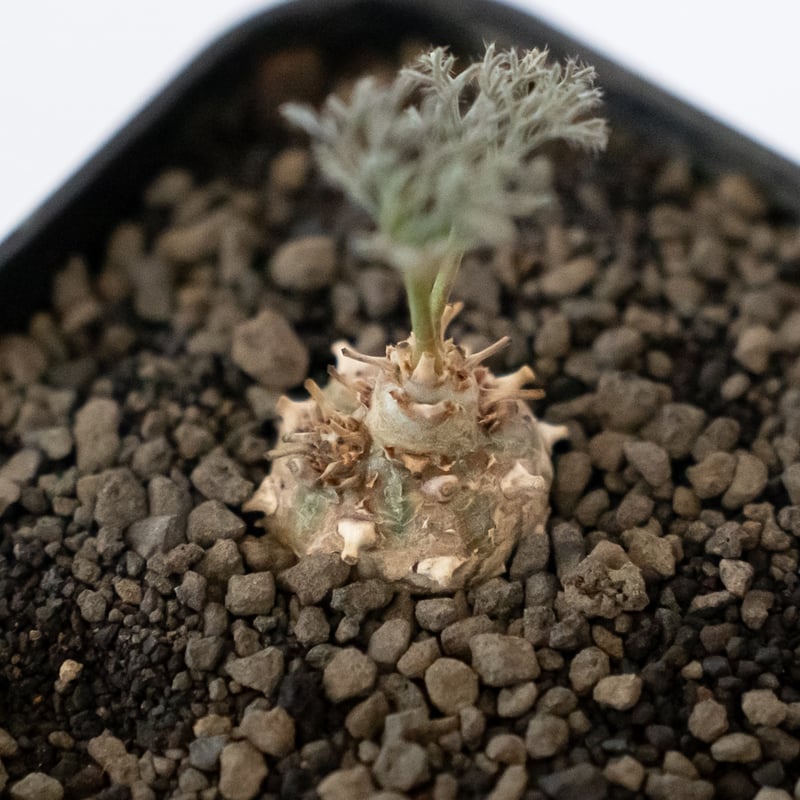 モンソニア（ サルコカウロン ）ペニクリナム 実生 モンソニア ペニクリナム 実生 Monsonia peniculinum サルコカウロン