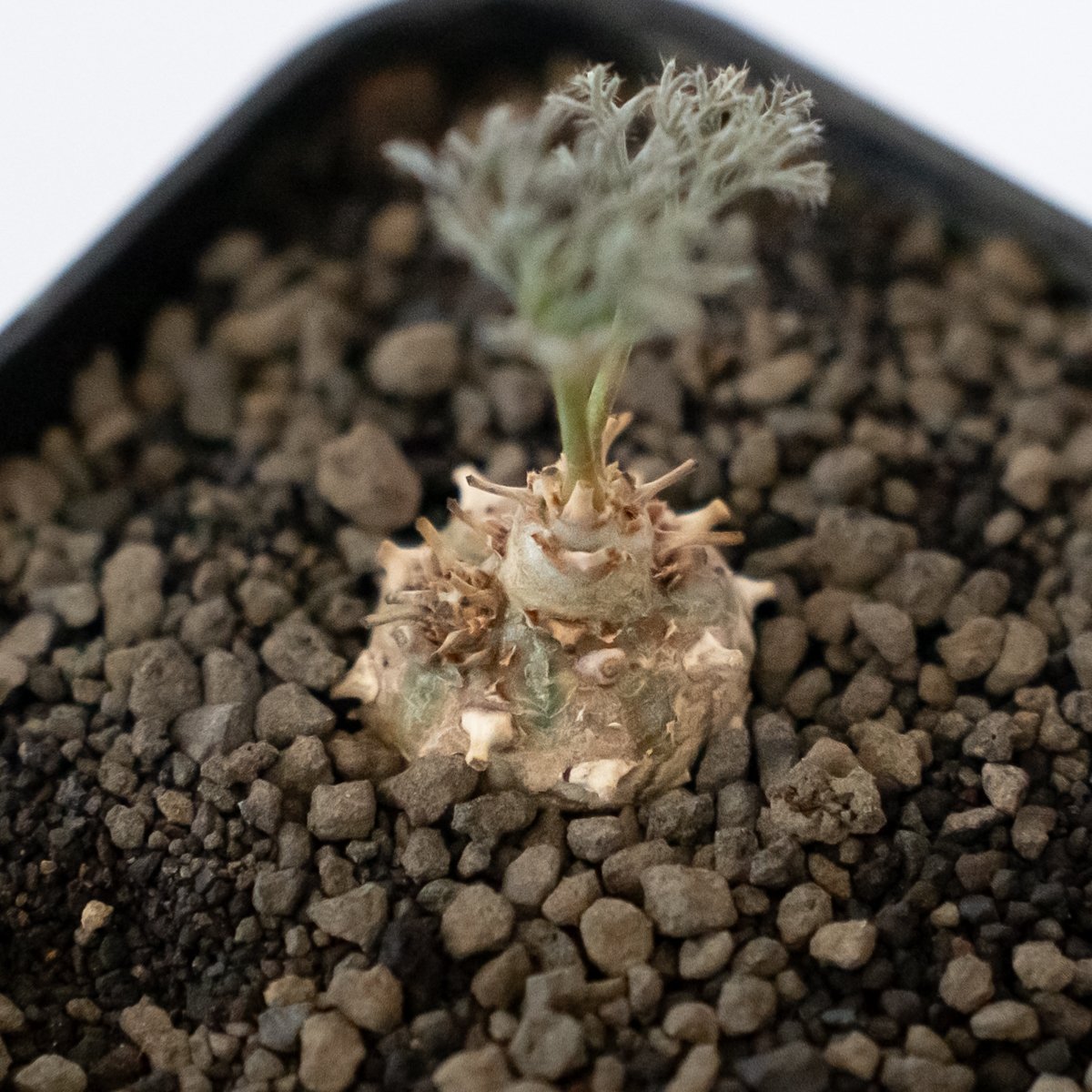 モンソニア ペニクリナム 実生 Monsonia peniculinum サルコカウロン
