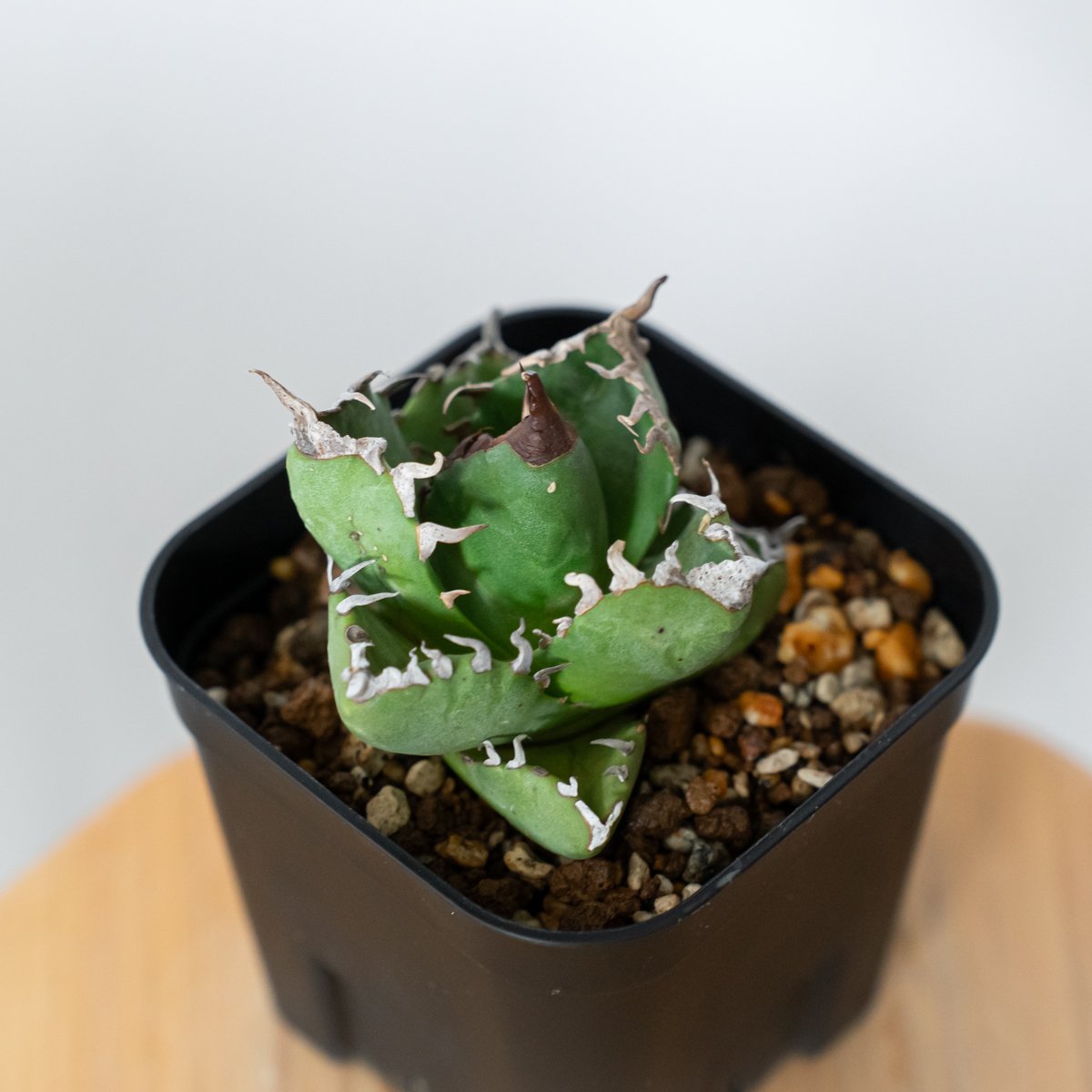 多肉植物アガベ チタノタ 魔丸 アガベ チタノタ 魔丸 OC株 agave titanota imps 多肉植物 珍奇植物 A