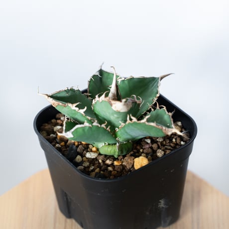 アガベ チタノタ 緑幽霊  Agave titanota TC株 多肉植物 珍奇植物 静岡 ANTIDOTE 通販 S1101