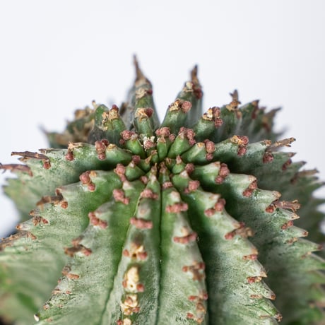 ユーフォルビア ホリダ Euphorbia horrida 多肉植物 珍奇植物 ANTIDOTE 静岡 通販 S1141