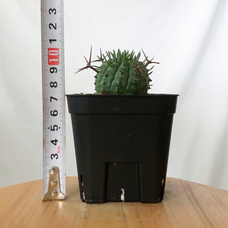 ユーフォルビア 群星冠 実生 Euphorbia stellispina 多肉植物 珍奇植物
