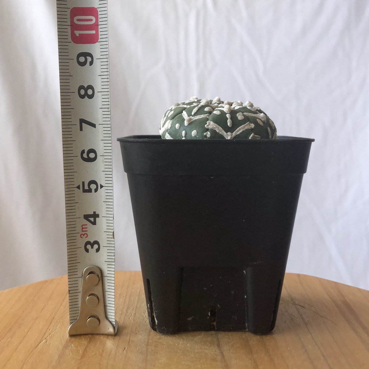 アストロフィツム スーパー兜 Vタイプ アロータイプ 実生 Astrophytum