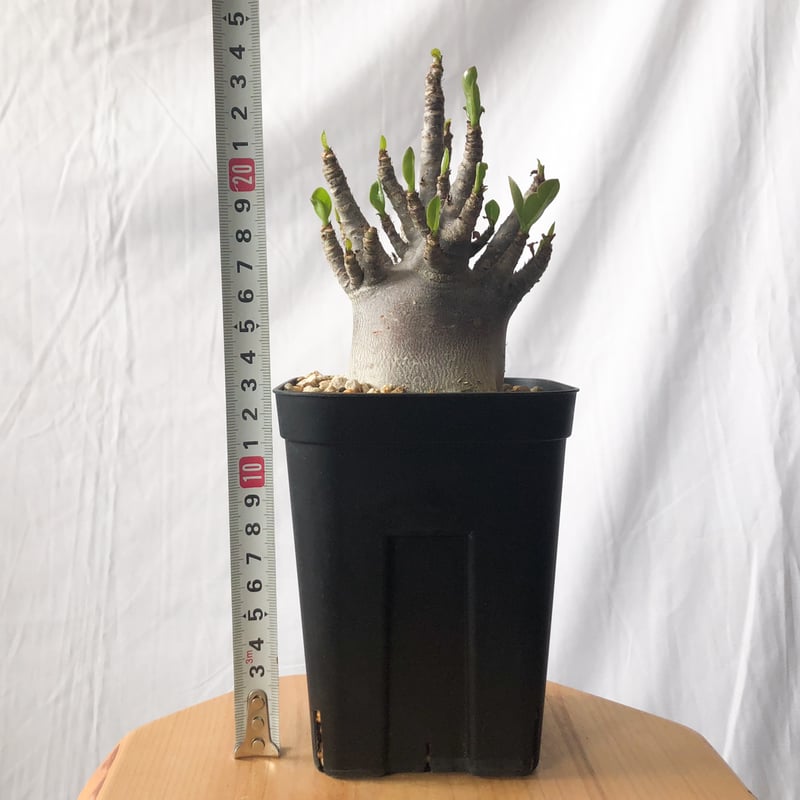 アデニウム アラビカム ブラックスキン【発根管理中】Adenium Arabicum