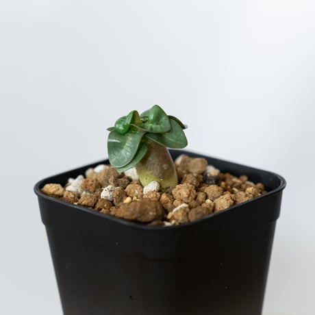 アデニウム アラビカム ドーセットホーン 獅子葉 実生 Adenium Arabicum Dorset Horn 塊根植物 コーデックス 多肉植物 珍奇植物 静岡 ANTIDOTE 通販 S1453