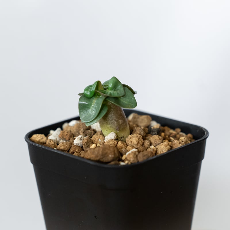 アデニウム アラビカム ドーセットホーン 獅子葉 実生 Adenium