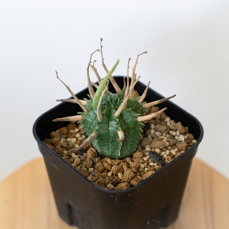 ✨希少✨ 螺旋バリダ × スーパーブラックバリダ 実生 ユーフォルビア 多肉植物 色々な表情があって素敵。 #ブラックバリダ#スーパーブラック