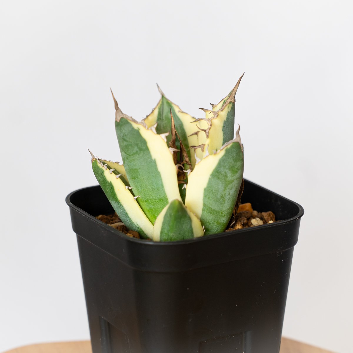 アガベ チタノタ スナグルトゥース OC株 アガベ チタノタ スナグルトゥース OC株 美株 Agave titanota Snaggle