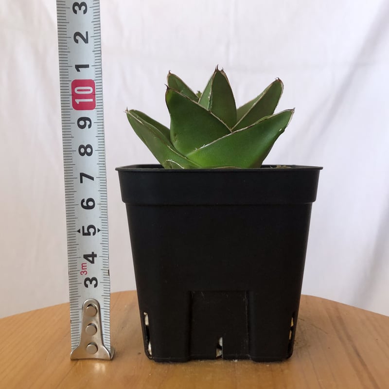 アガベ 笹の雪 桃太郎 OC株【発根管理中】Agave victoriae-reginae 多