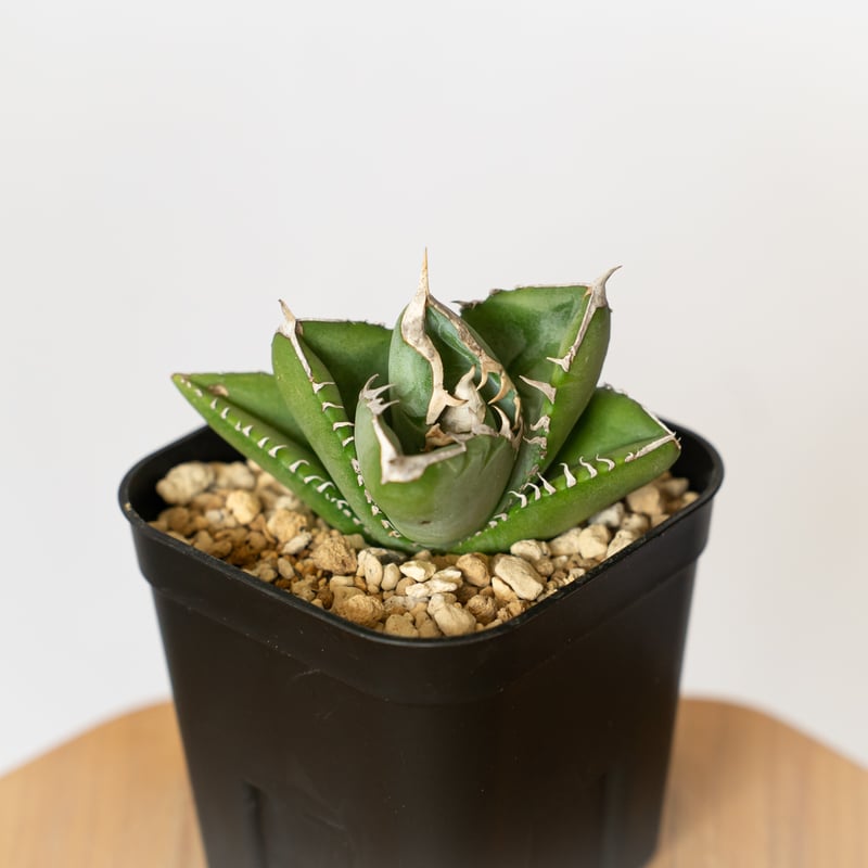 アガベ チタノタ 大白鯊 ホオジロザメ TC株 Agave titanota great wh