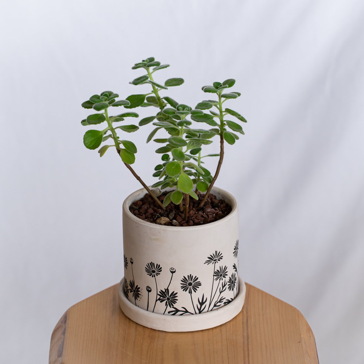 アロマティカス 鉢セット キューバンオレガノ Aromaticus 多肉植物