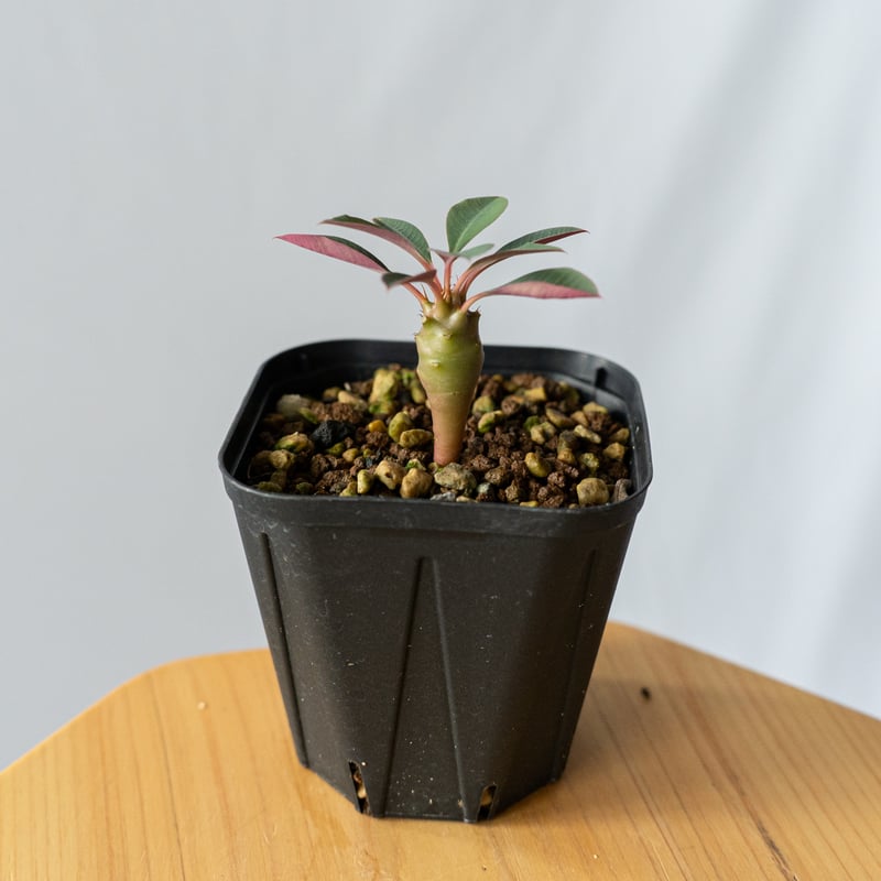 y*u様 ユーフォルビア　パキポディオイデス　発根済み　超特大 y*u様 ユーフォルビア パキポディオイデス 発根済み 超特大