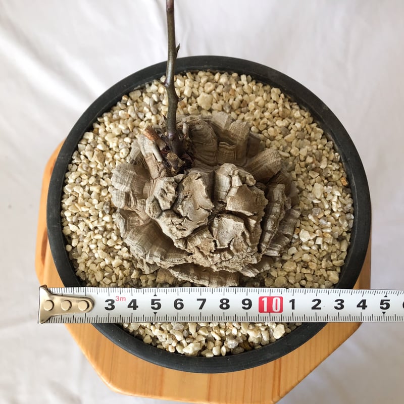 亀甲竜 ディオスコレア・エレファンティペス 大株 Dioscorea