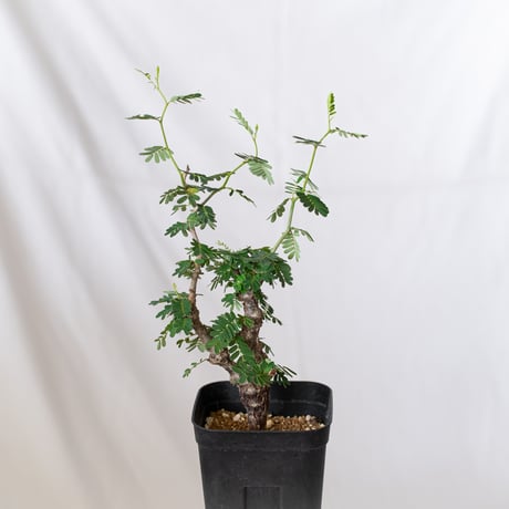 センナ メリディオナリス 実生 Senna Meridionalis コーデックス 塊根植物 多肉植物 珍奇植物 静岡 ANTIDOTE 通販 S709