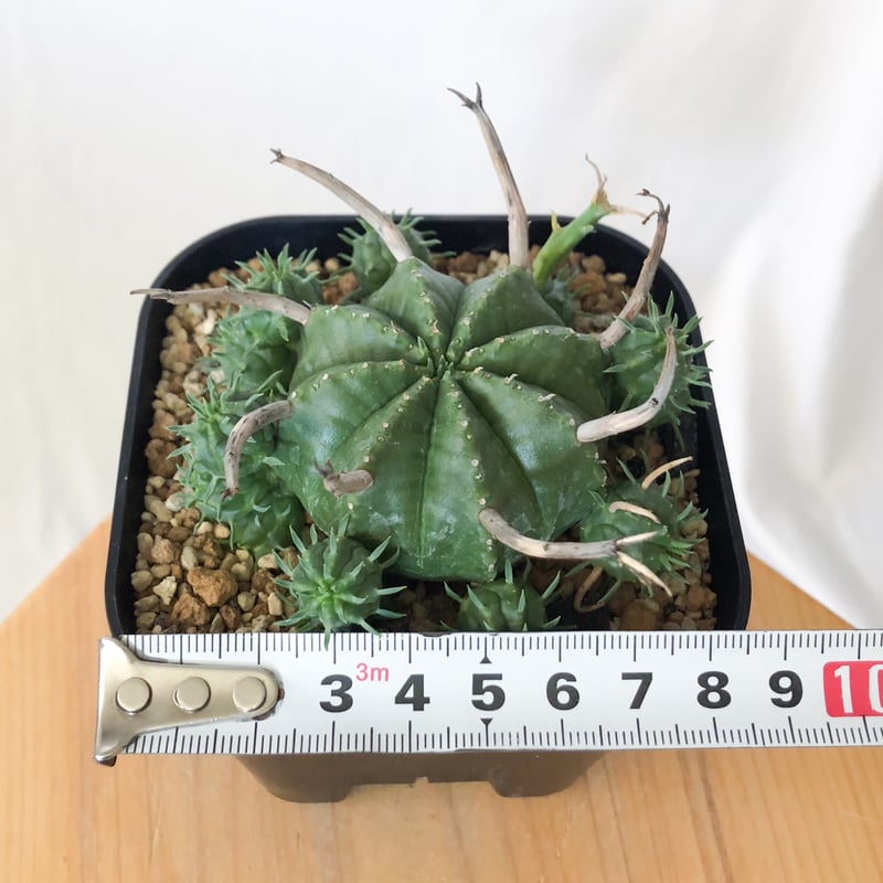 ユーフォルビア スーパーバリダ 子株付き 美株 実生 Euphorbia super