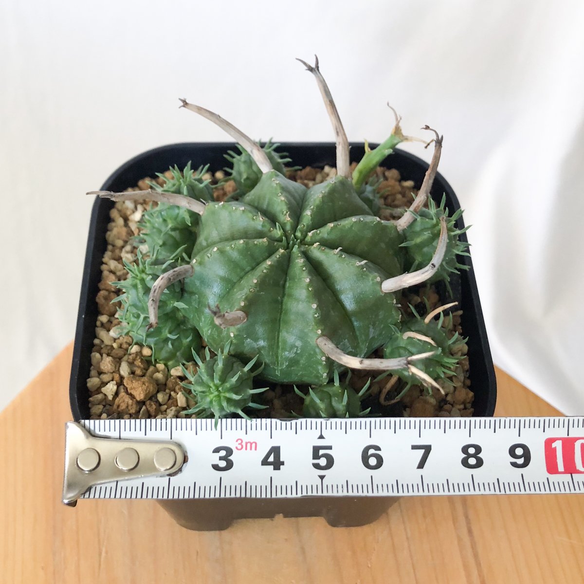 ユーフォルビア スーパーバリダ 子株付き 美株 実生 Euphorbia super
