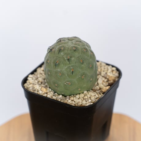 テフロカクタスゲオメトリクス | STORES