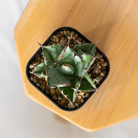 アガベ チタノタ ブラックアンドブルー BB  OC株【発根管理中】Agave titanota Black & Blue 多肉植物 珍奇植物 静岡 ANTIDOTE 通販 S1311