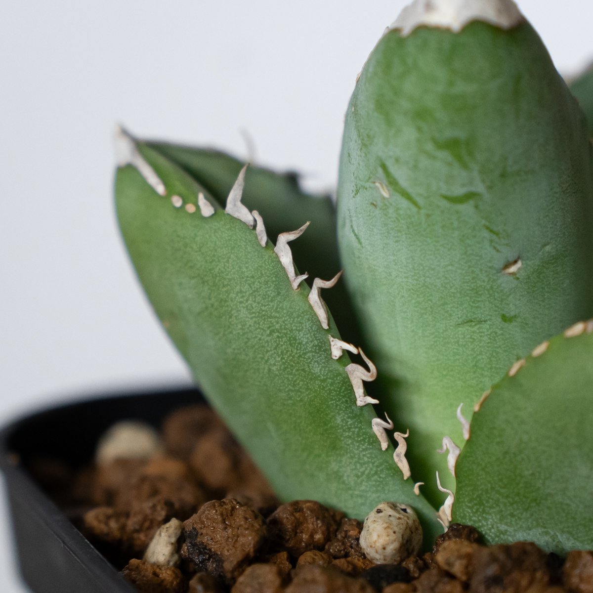 AGAVE TITANOTA 大白鯊/ホオジロザメ/ホホジロザメ アガベ チタノタ 大白鯊 ホオジロザメ TC株 Agave titanota great w