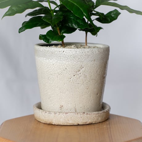 コーヒーの木 鉢セット Coffee tree 観葉植物 インテリアグリーン 珍奇植物 静岡 ANTIDOTE 通販 S1325