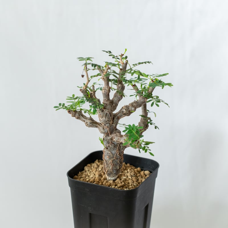 センナ メリディオナリス Senna Meridionalis コーデックス 塊根植物