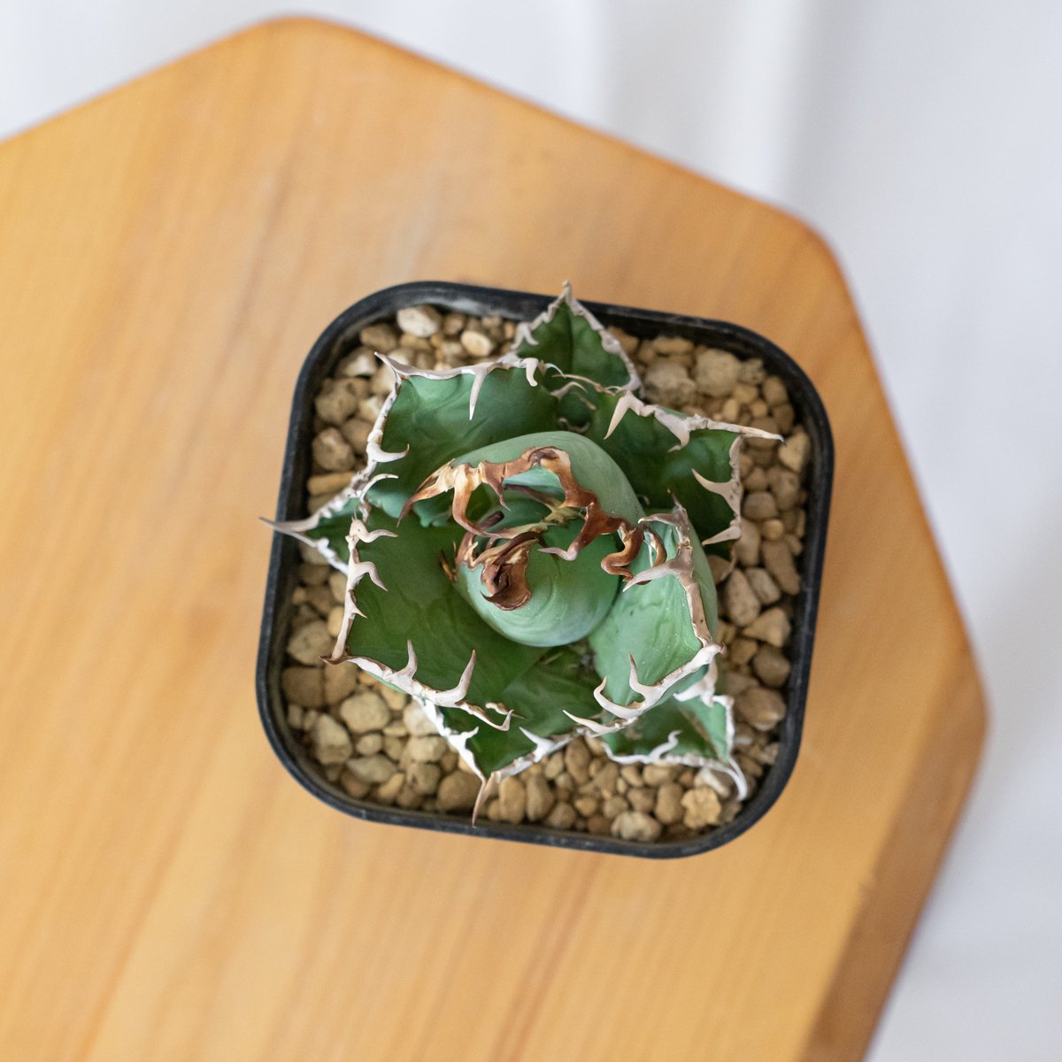 アガベ チタノタ シーザー 美株 OC株 Agave titanota Caesar 多肉植物