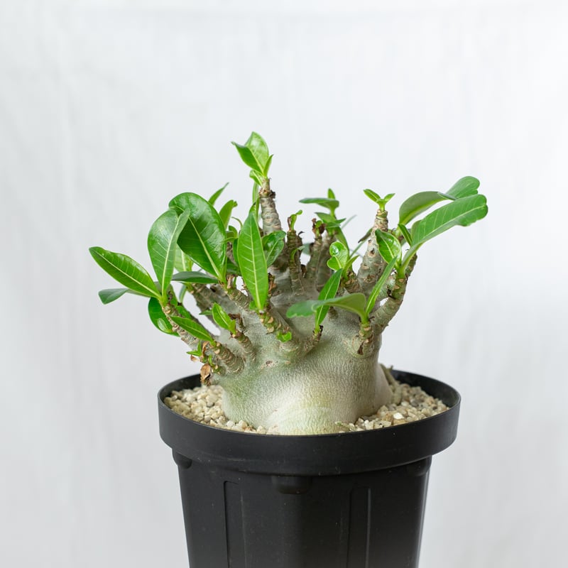 アデニウム アラビカム ブラックスキン 大株 輸入株 Adenium Arabicum