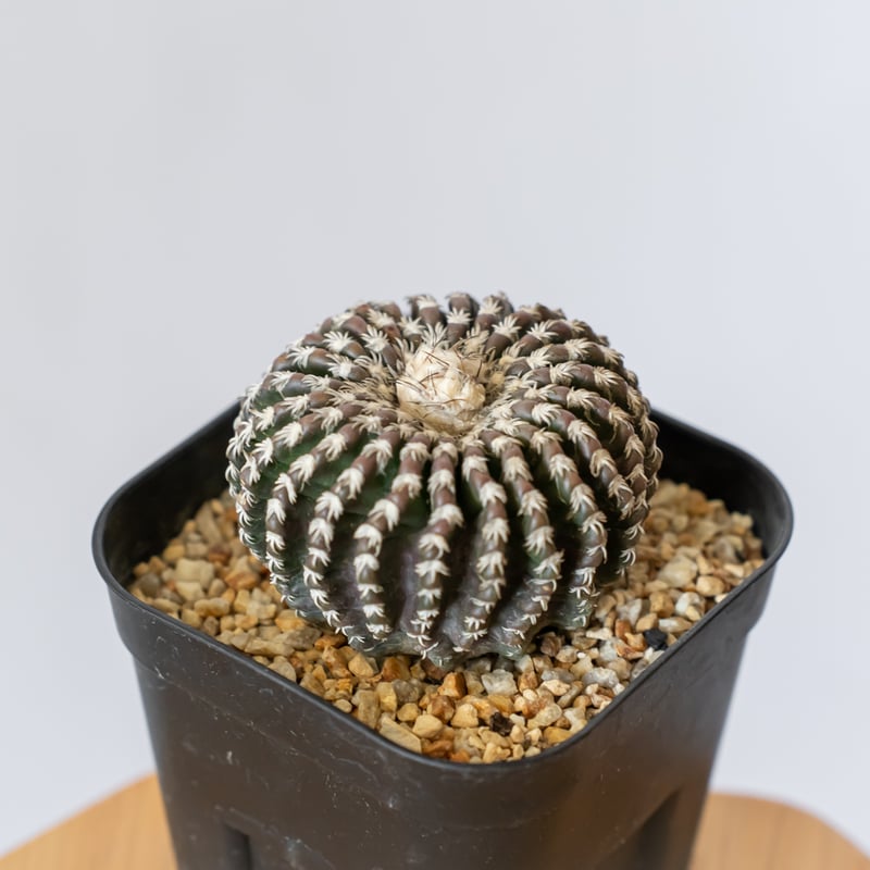 ディスコカクタス　ホルスティ 実生　サボテン d7431d1b68d04bb35df4de53343a8c