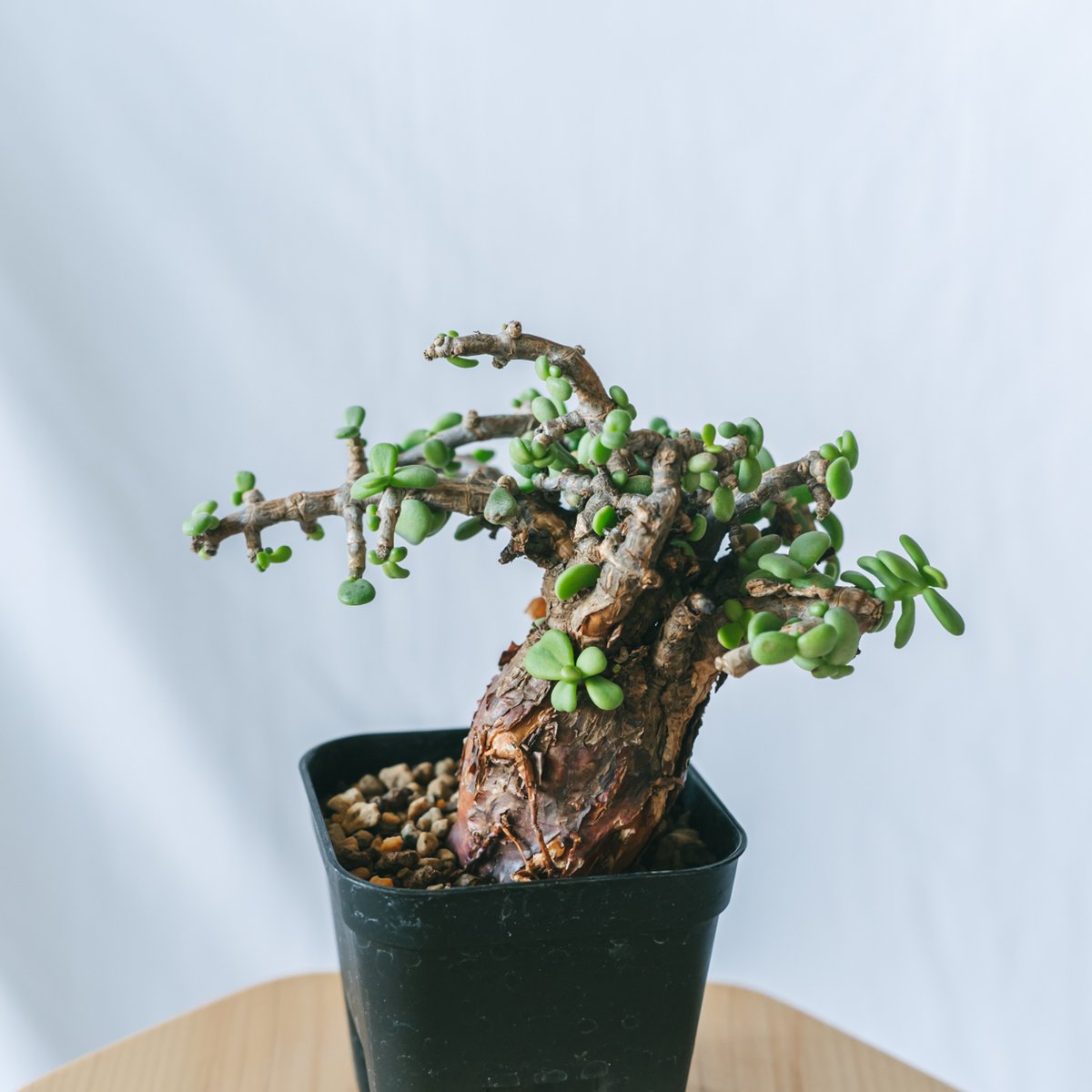 ケラリア ピグマエア Ceraria pygmaea 多肉植物 珍奇植物 静岡 ANTIDOT