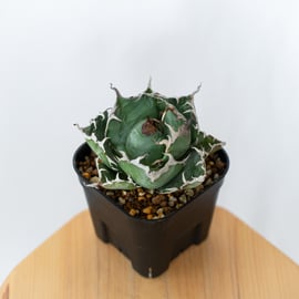 NEW ITEM】アガベ追加しました！縞斑入りの白鯨、SADや金剛の美株など