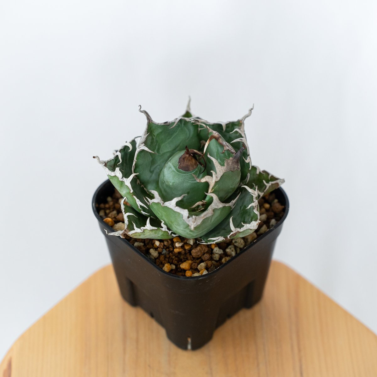 アガベ　白鯨　チタノタ　Wヘッド　美株 アガベ チタノタ 白鯨 美株 OC株【発根管理中】Agave titanota White W