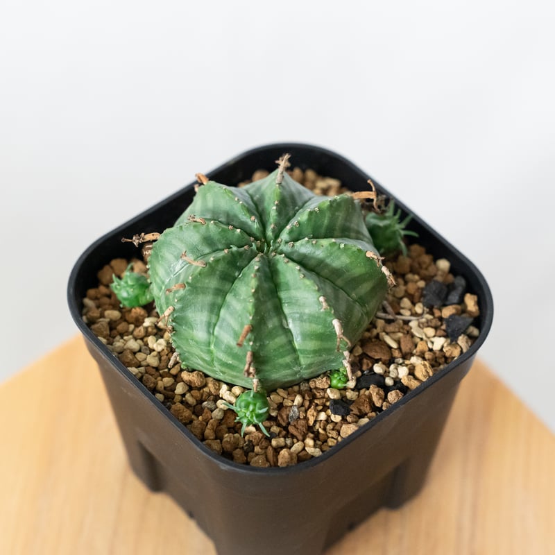 ユーフォルビアバリダ　子株たくさん　現品鉢ごと発送 ユーフォルビア バリダ 子株付き 実生 Euphorbia super valida 多肉植物