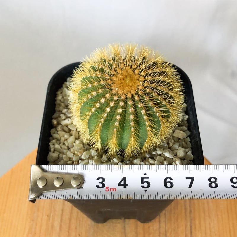 ユーベルマニア エリオカクトイデス 美株 実生 Uebelmannia pectinifera