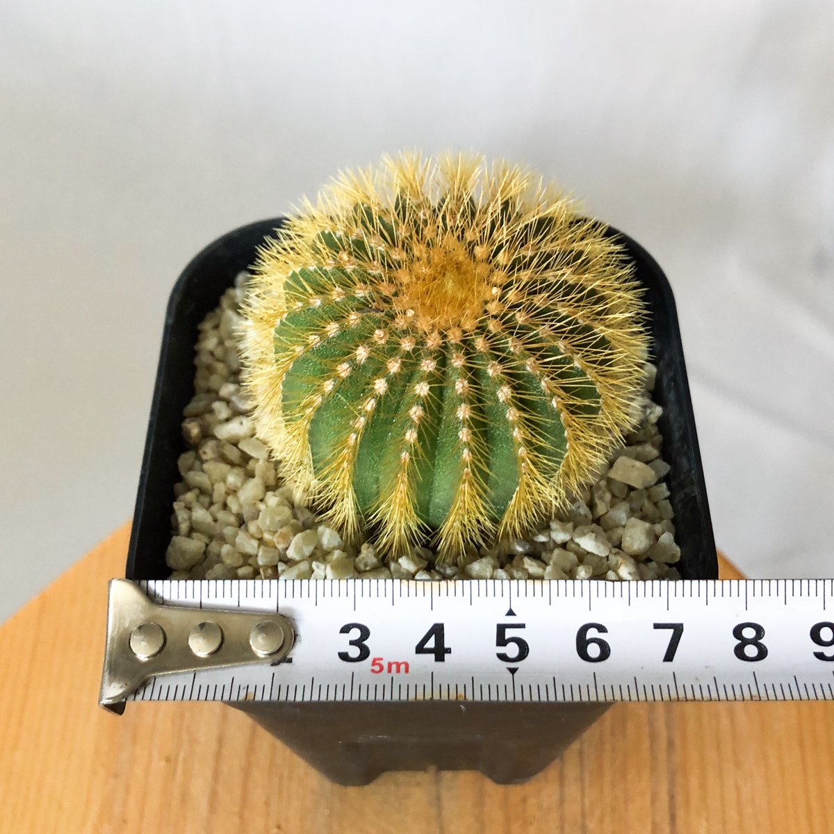 ユーベルマニア エリオカクトイデス 美株 実生 Uebelmannia pectinifera