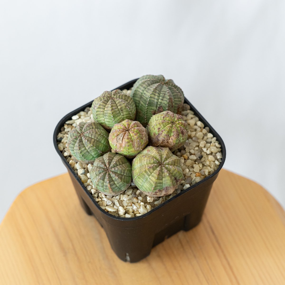 ユーフォルビア オベサ 群生株 実生 Euphorbia obesa 多肉植物
