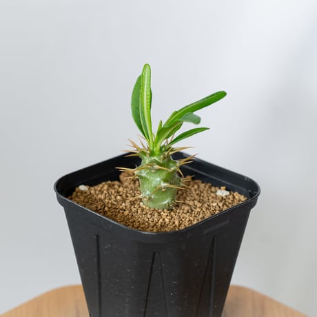 パキポディウム アンボンゲンセ 実生 Pachypodium ambongense 塊根植物 コーデックス 多肉植物 珍奇植物 静岡 ANTIDOTE 通販 S1450