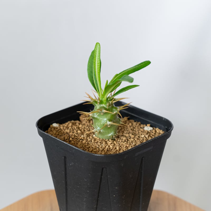 パキポディウム アンボンゲンセ 実生 Pachypodium ambongense 塊根植物