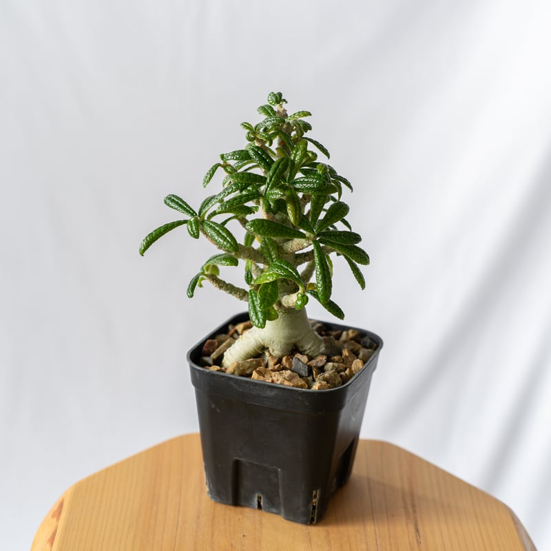 レア/極太/塊根植物】ドルステニア ギガス 鉢植え ②