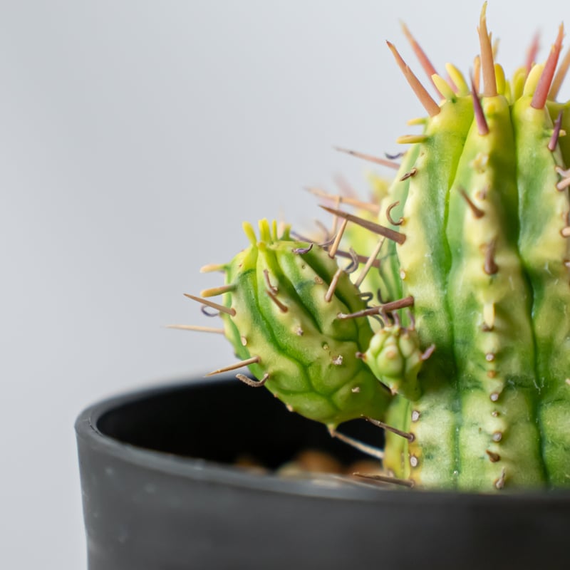 ユーフォルビア 紅彩閣錦 エノプラ 斑入り Euphorbia enopla