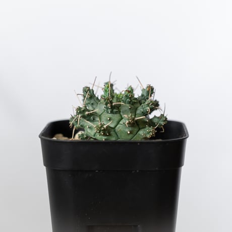 ユーフォルビア デセプタ 実生 Euphorbia decepta 多肉植物 珍奇植物 ANTIDOTE 静岡 通販 S1345