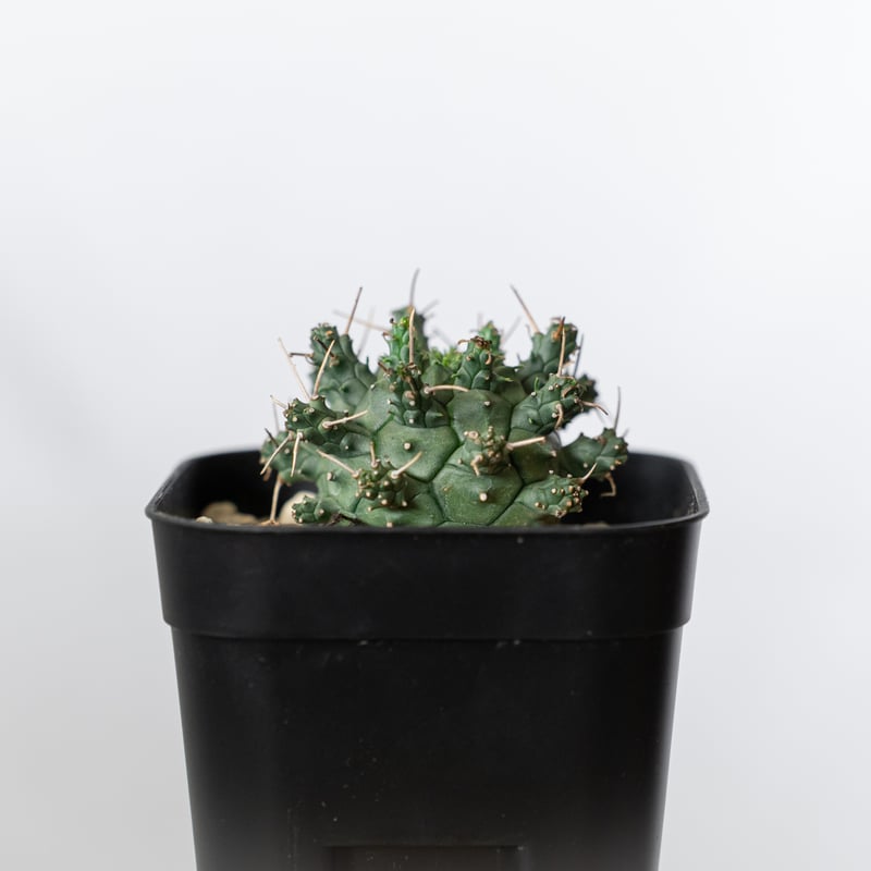 ユーフォルビア デセプタ 実生 Euphorbia decepta 多肉植物 珍奇植物