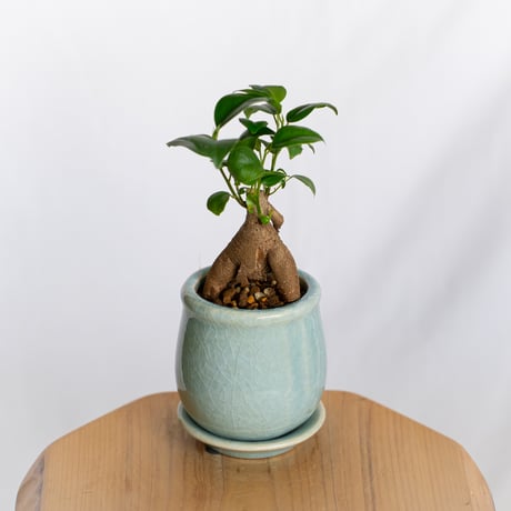 ガジュマル 鉢セット Ficus microcarpa キジムナー 多幸の木 塊根植物 多肉植物 新築祝い 静岡 ANTIDOTE 通販 S1293