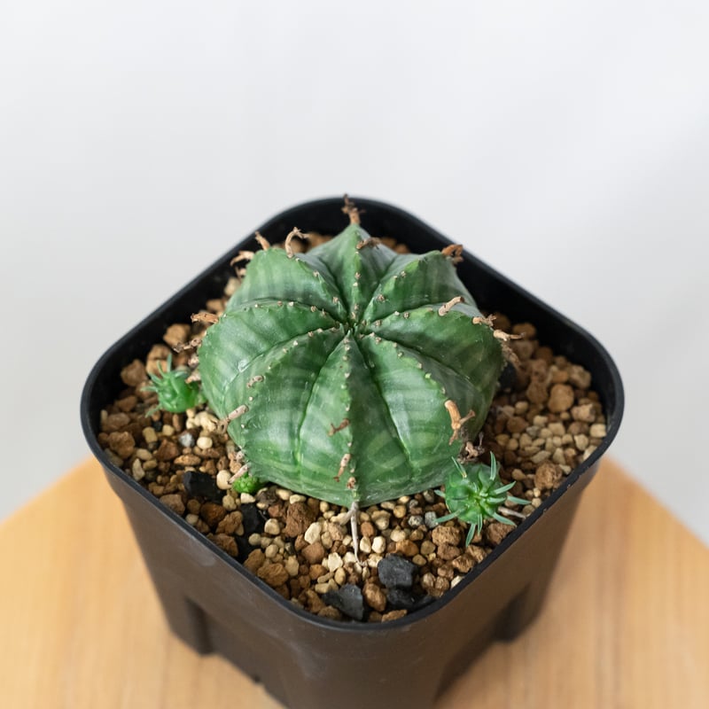 ユーフォルビア バリダ 子株付き 実生 Euphorbia super valida 多肉植物