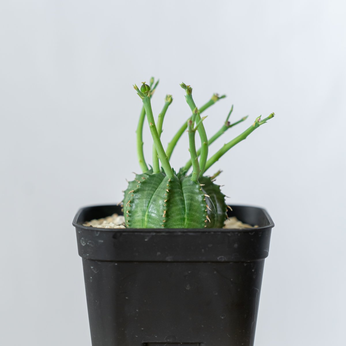 スーパーバリダ 園芸ネット本店｜ユーフォルビア：スーパーバリダ（オス株） 3号鉢植え