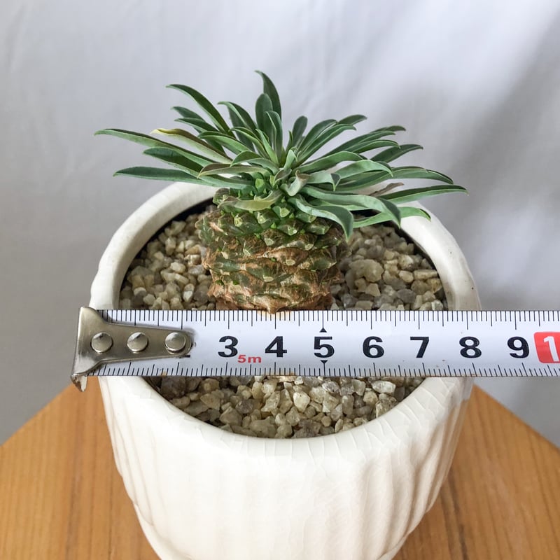 ユーフォルビア パイナップルコーン 蘇鉄麒麟 鉢セット Euphorbia