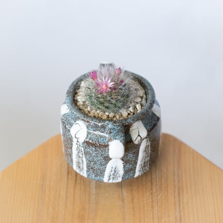 マミラリア グラッシー 鉢セット Mammillaria glassii サボテン 多肉植物 珍奇植物 静岡 ANTIDOTE 通販 S1405