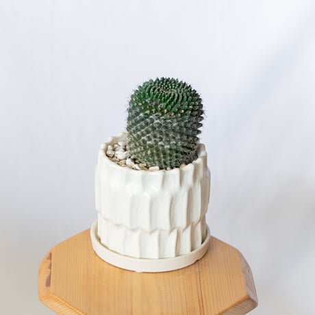 マミラリア 銀河 鉢セット Mammillaria saetigera サボテン 多肉植物 珍奇植物 静岡 ANTIDOTE 通販 S1395