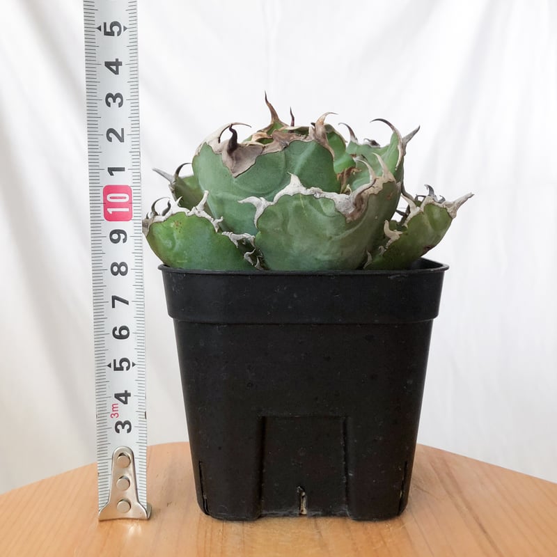 アガベ チタノタ 白鯨 OC株 美株【発根管理中】Agave titanota アガベ チタノタ 白鯨 OC株 美株【発根管理中】Agave titanota