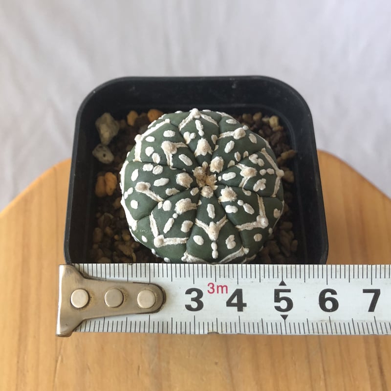 アストロフィツム スーパー兜 Vタイプ アロータイプ 実生 Astrophytum